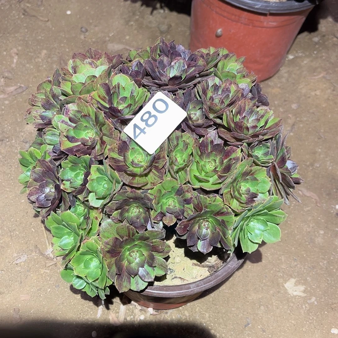 花月夜朵朵多肉法师480