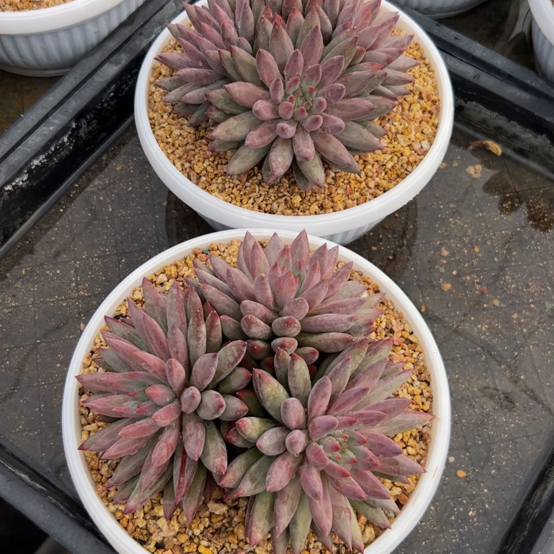 花***子两颗虞美人多肉植物