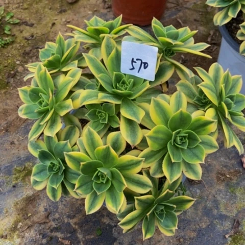 星爆多肉植物570多肉