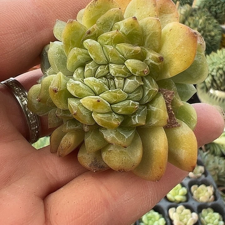 福利，正版冰魄缀化