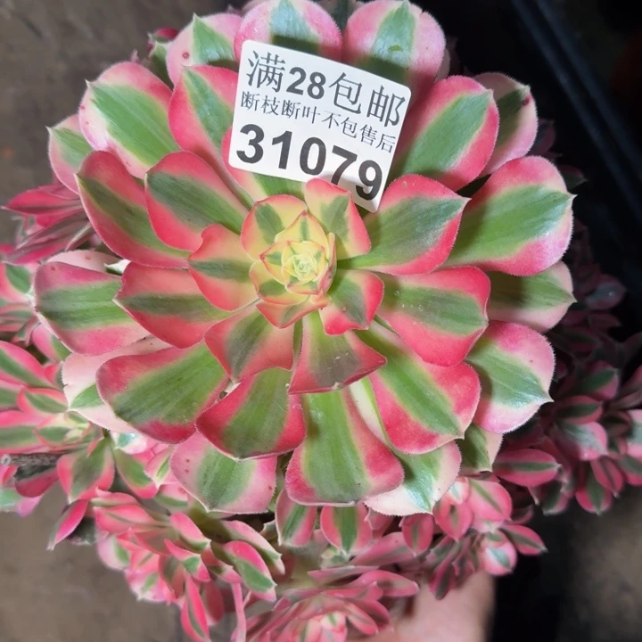 31079女巫多肉植物