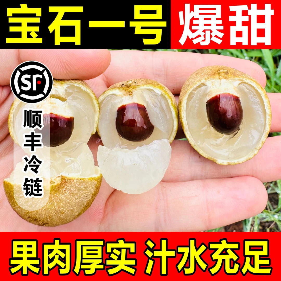 （川渝外京东）泸州桂圆百年老树正宗张坝桂圆石硖龙眼储良新鲜现摘