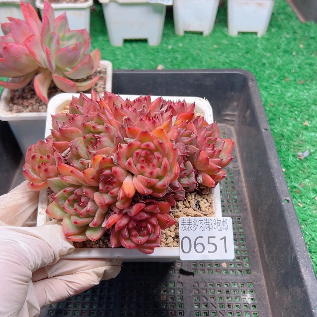 无花朵多肉一物＿拍植物0651