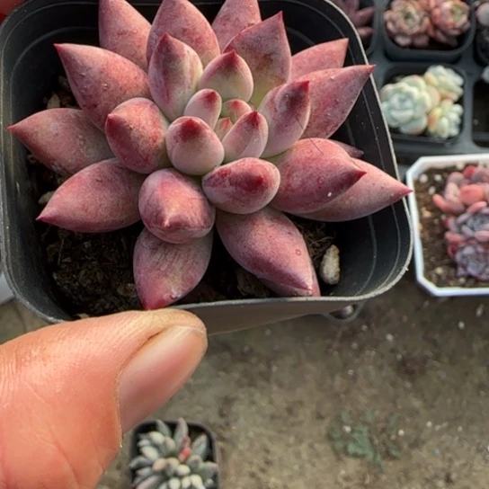 227车厘子多肉植物多