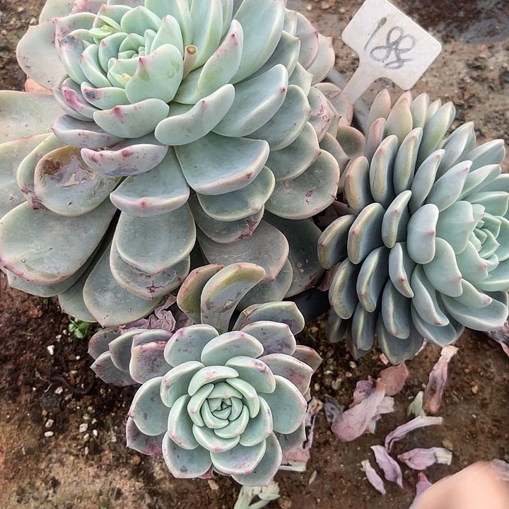 两单包邮，散，不售后，188红橙