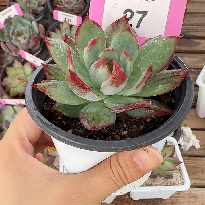 27 惊鸿仙子多肉植物