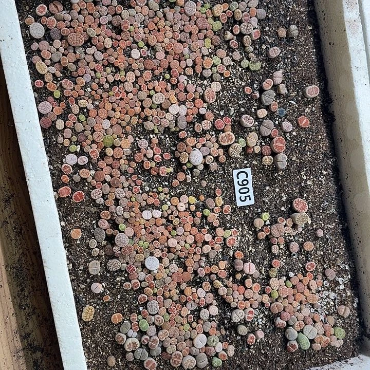 生905石花整框脱土发货不售后