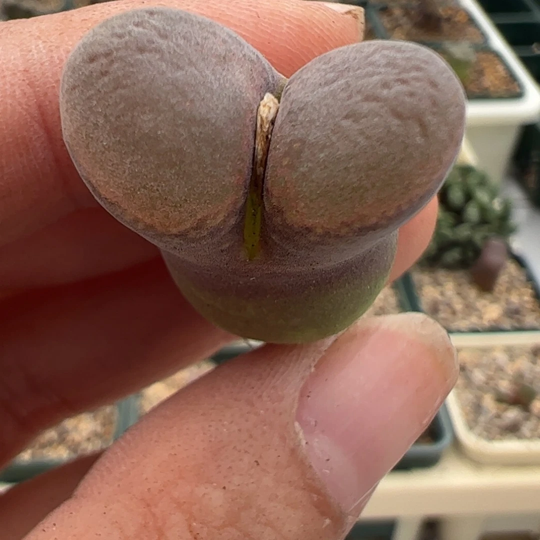 227 好看的肉锥冲冲冲