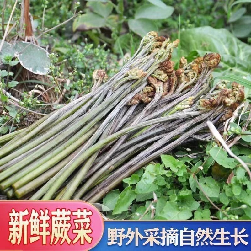 贵州蕨菜新鲜现采山野菜龙爪菜凉拌佳品