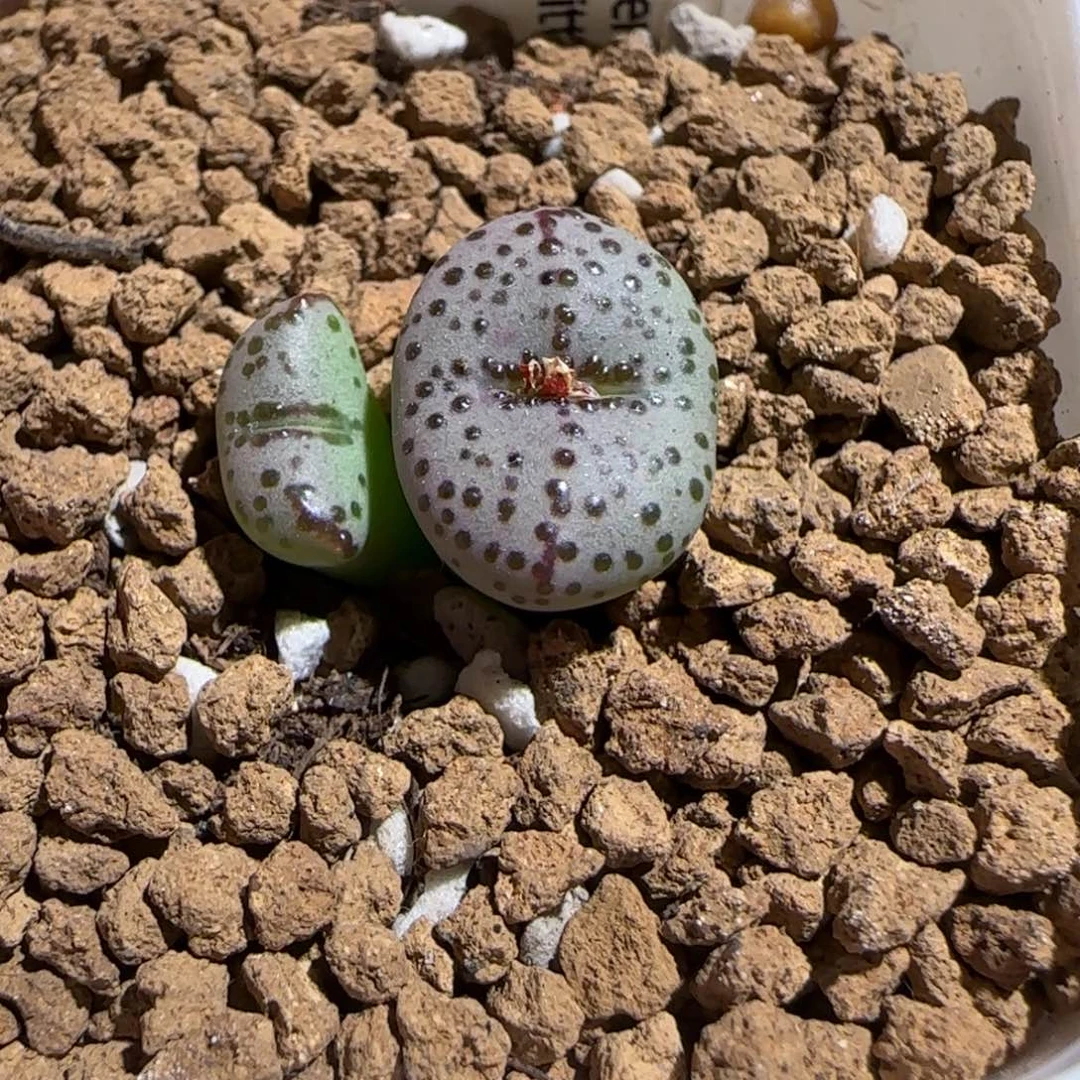 肉锥多肉植物组合-火龙果安贞344