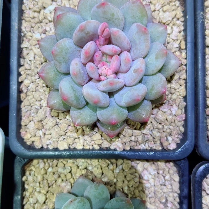 精品多肉植物老桩