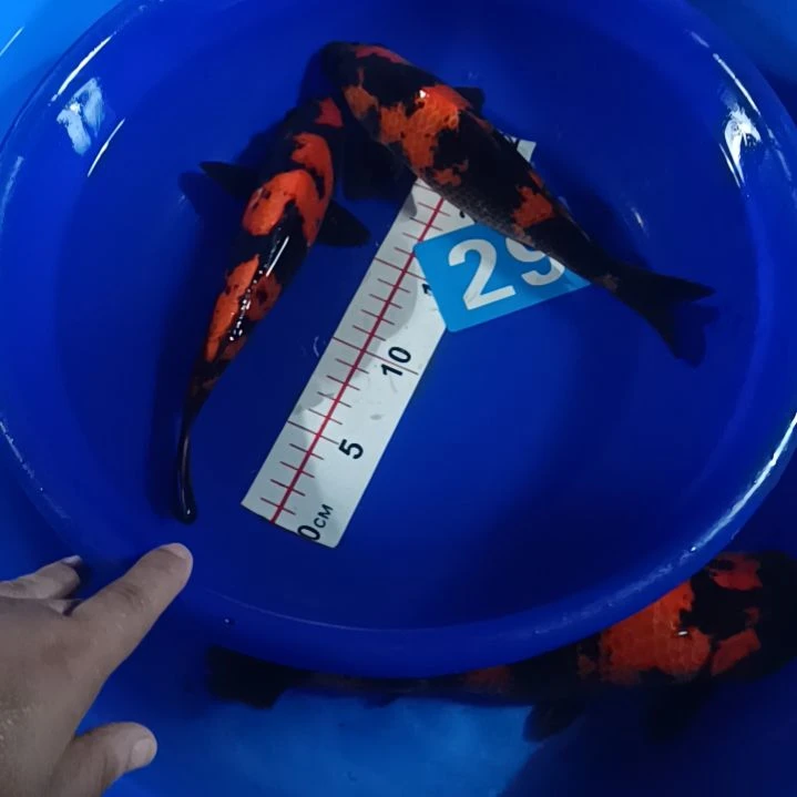 锦鲤9996655574599665588888