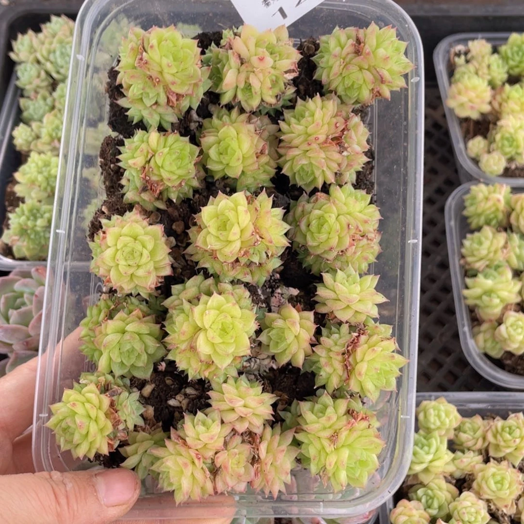 糕大上多肉植物144