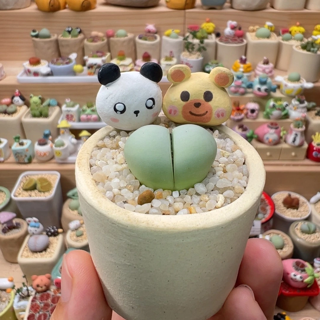 多肉植物138号元宝