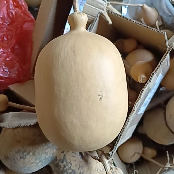 用****7微瑕疵厚皮葫芦