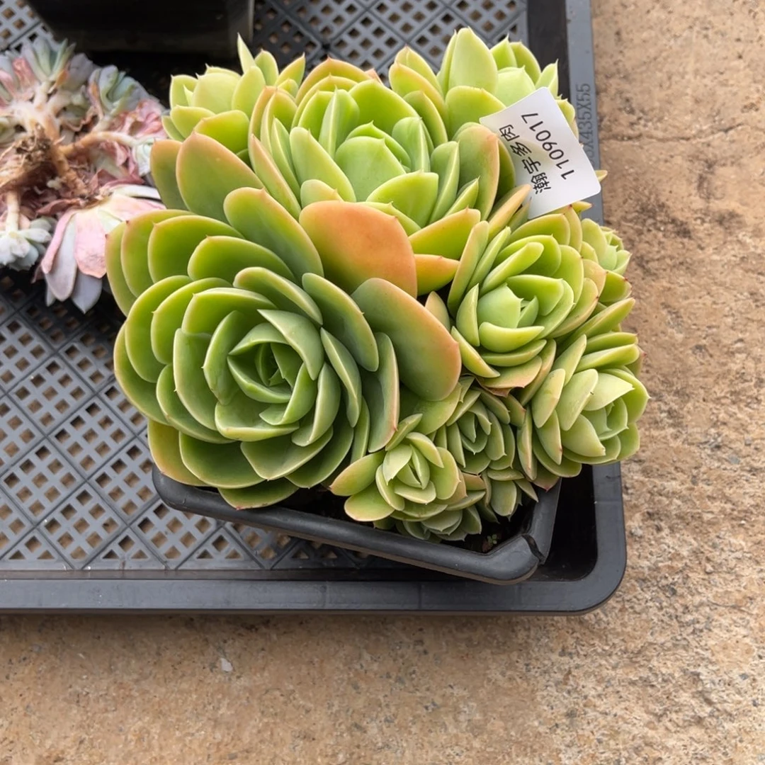 星娜塔17号多肉植物