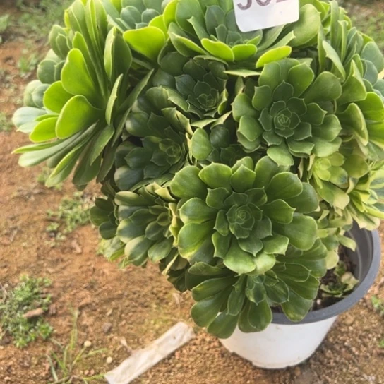 我**儿352五彩琉璃多肉植物图案
