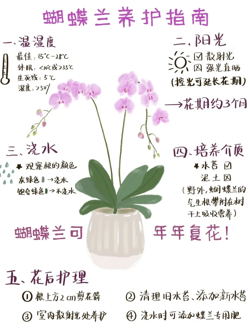 蝴蝶兰小红（紫气东来）