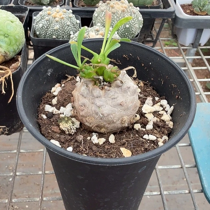 峨眉山单头3仙人球