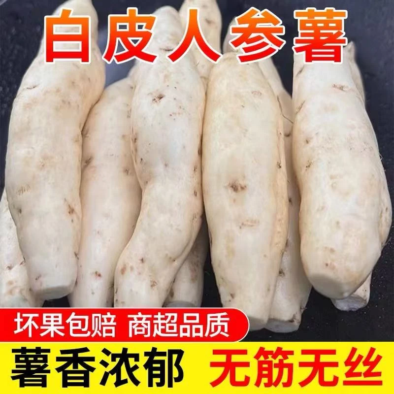 河南人参蜜薯新鲜牛奶人参薯农家自种沙地番薯蔬菜烤地瓜