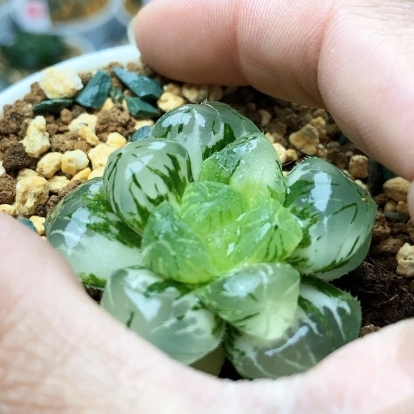 【闪购商品】关东大紫110