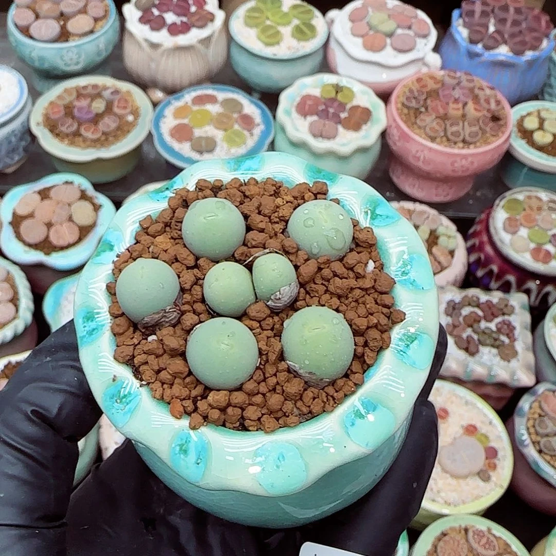 生石花满18包邮1205-57