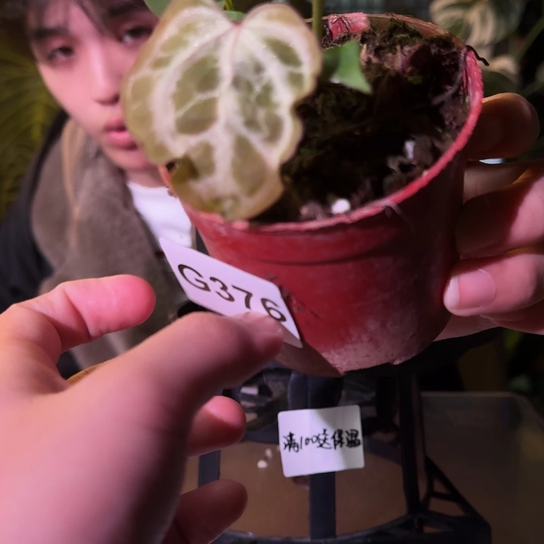 不开花植物G376个体粉柠檬杂银色闪光