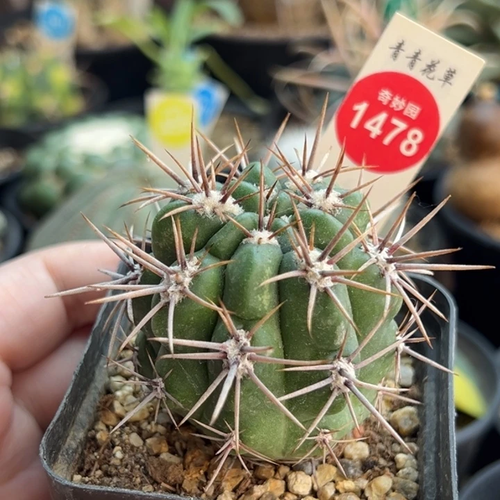 实生狂刺恐龙丸一棵仙人球