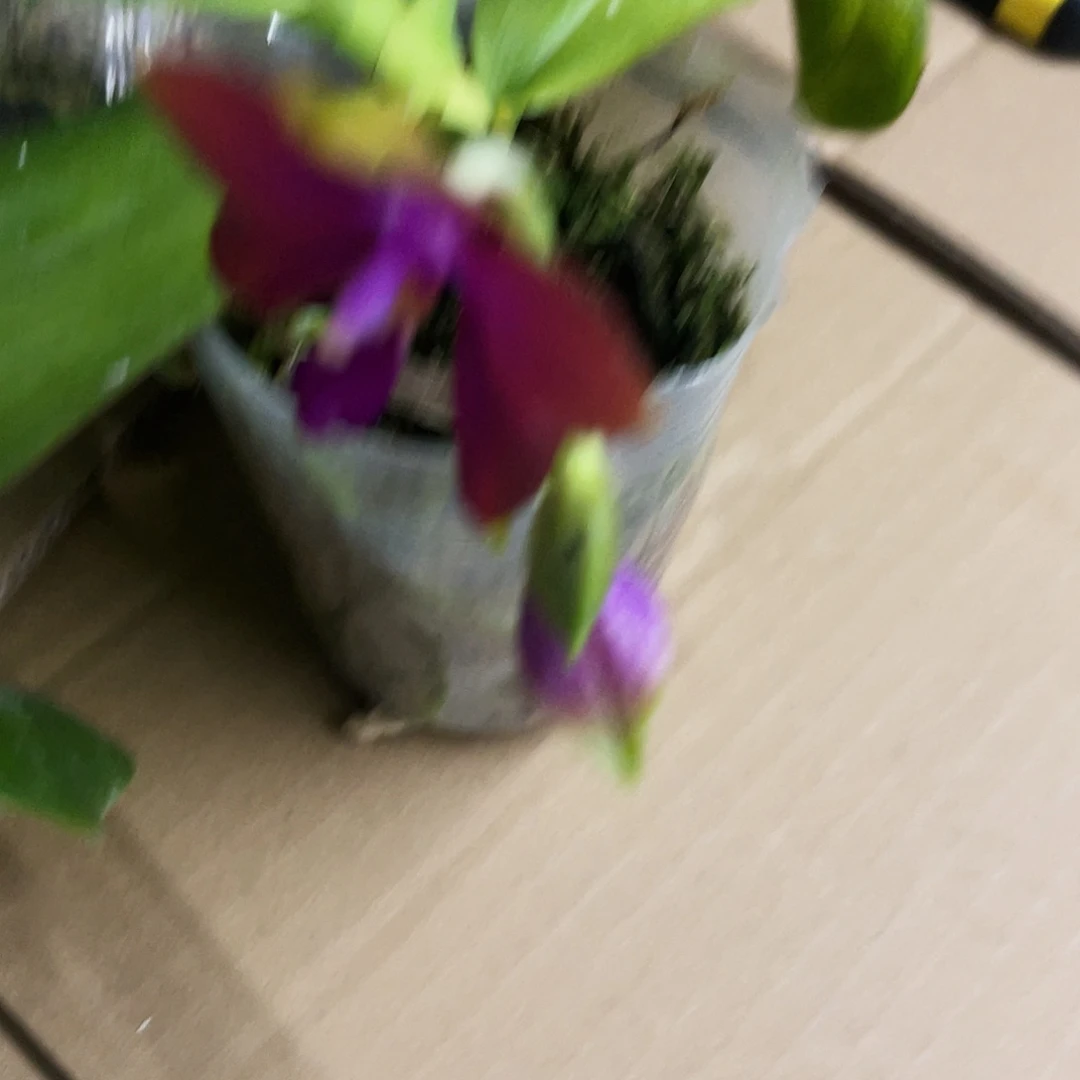 当前无花栽培后可以开花后****7弥陀大瑕疵