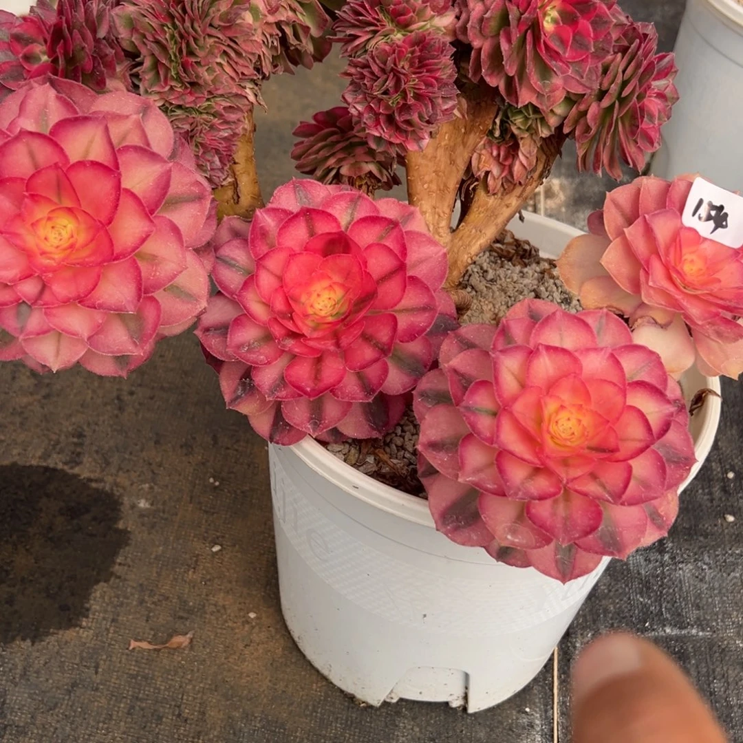 154荔枝缀多肉多肉多肉