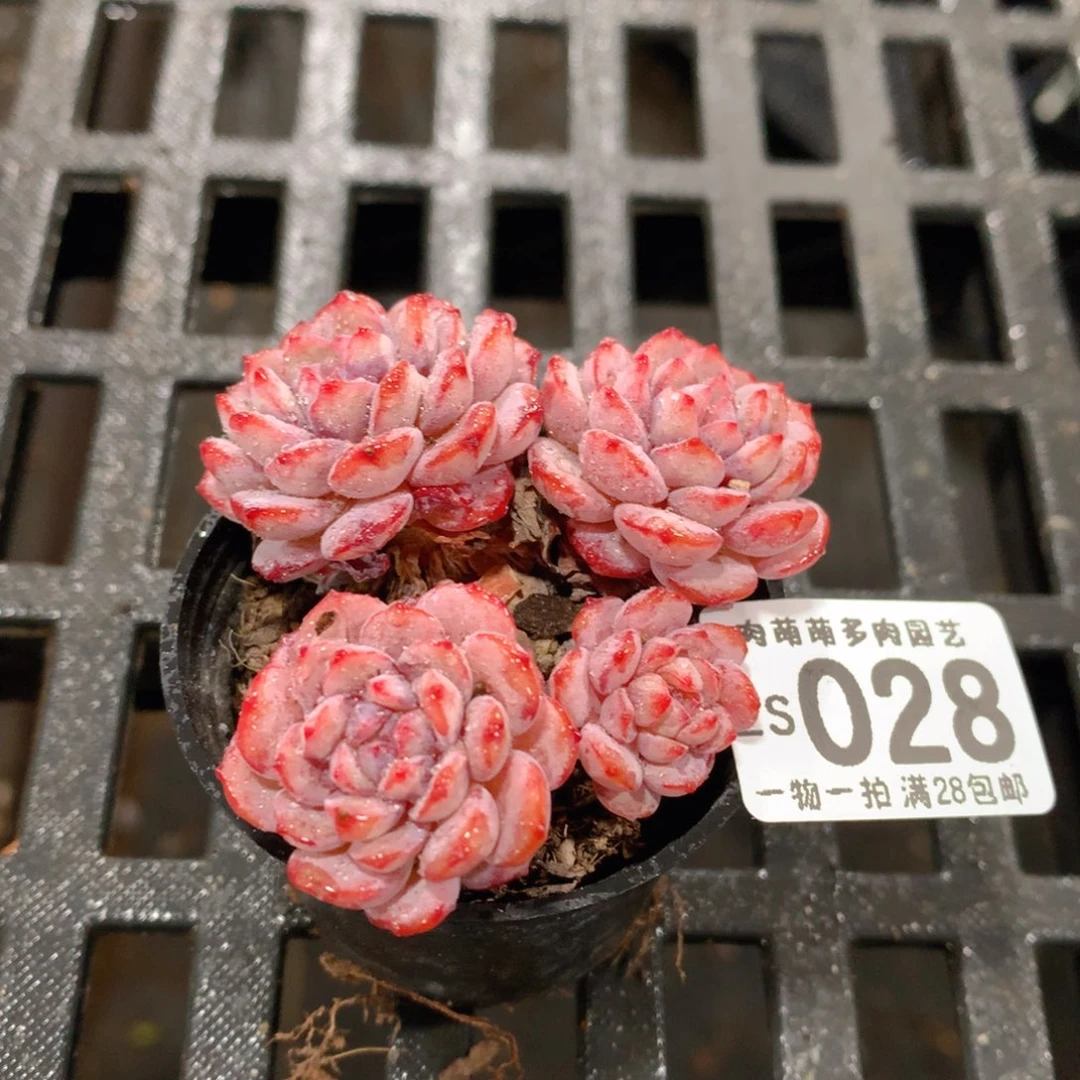 肉萌萌拇指盆精控多肉ZS028