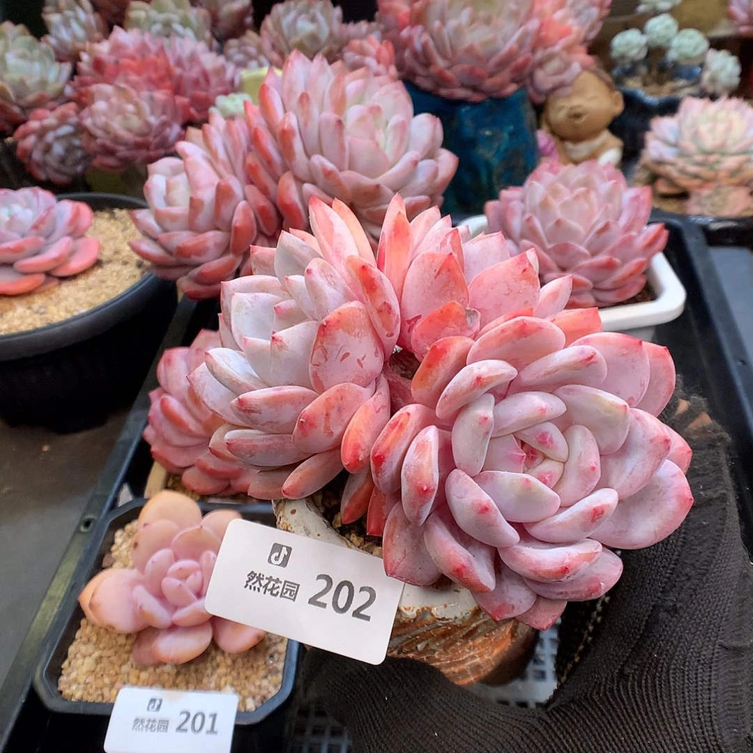 202雪天使多肉植物666
