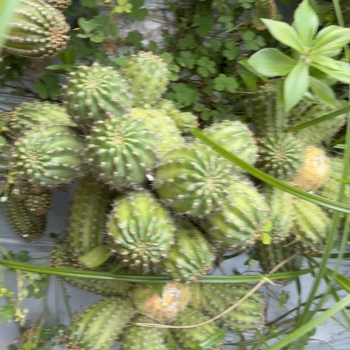 矮胖白檀1180侧芽一个