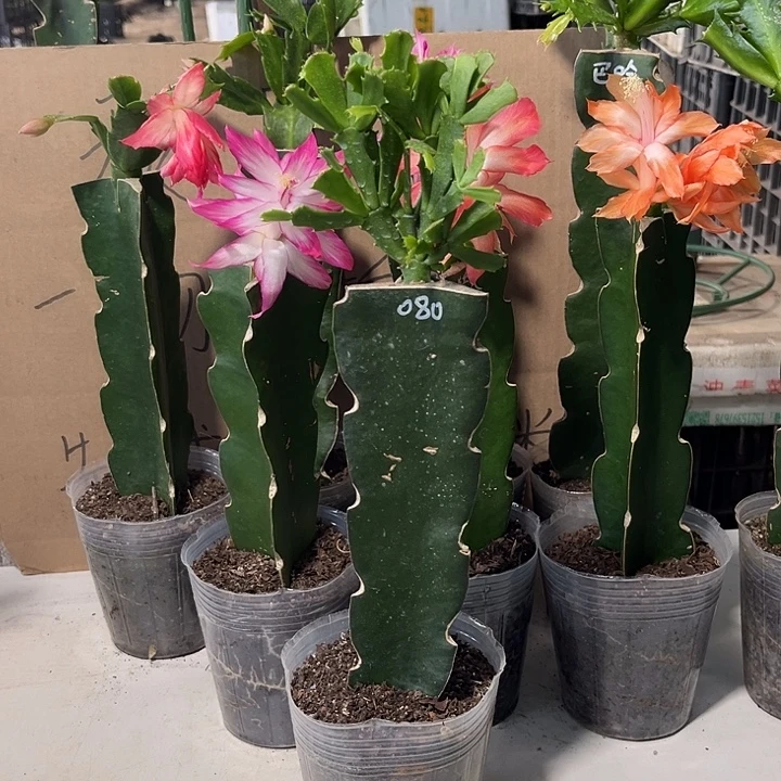 雪****当前无花朵，栽培后可花朵080