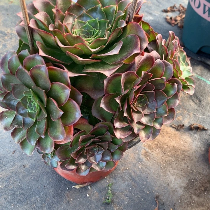 308玫瑰多肉植物特价