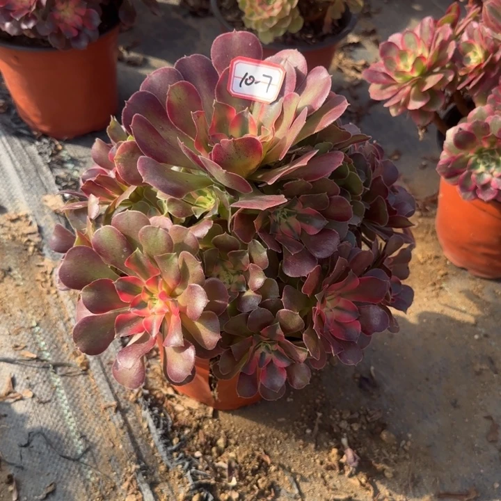 10-7香妃多肉不包售后