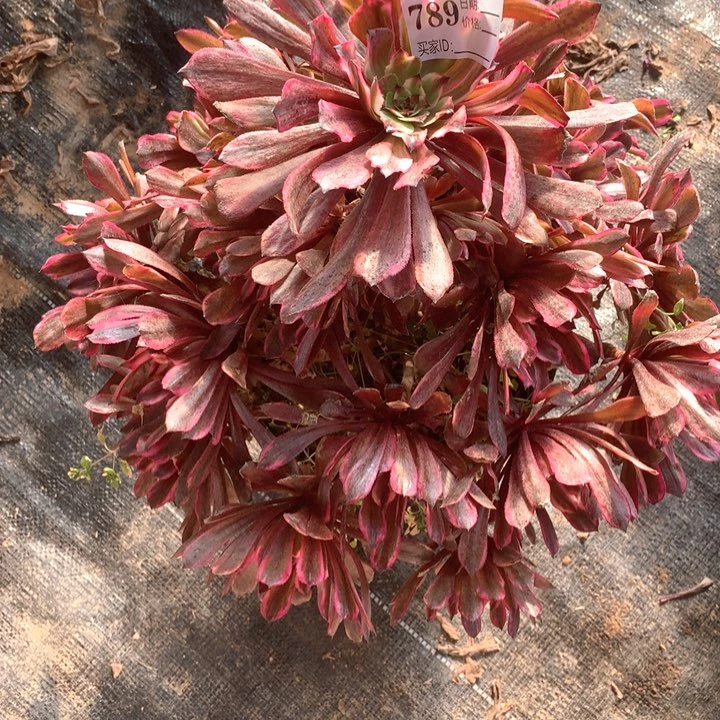 随*多肉植物油墨789