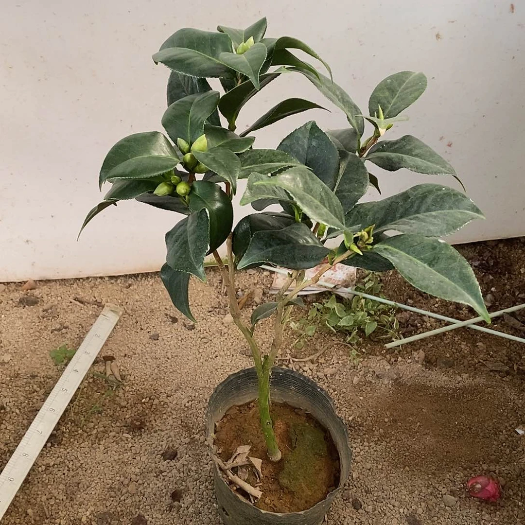 完全开放东方亮茶花