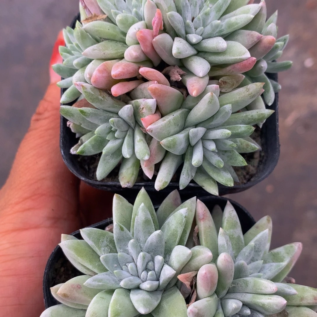 白菊 特价。(满9.99包邮不满9.99发叶子)