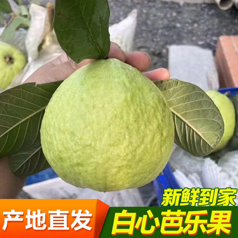 原农荟【中秋福利】脆甜白心珍珠番石榴低糖低卡低脂现摘（顺丰）