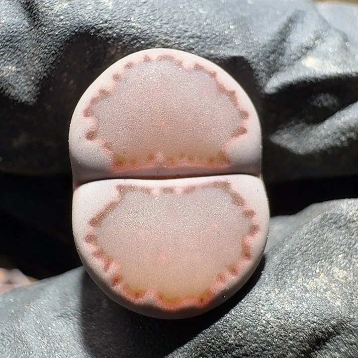 生石花112222。   1.5左右。  261