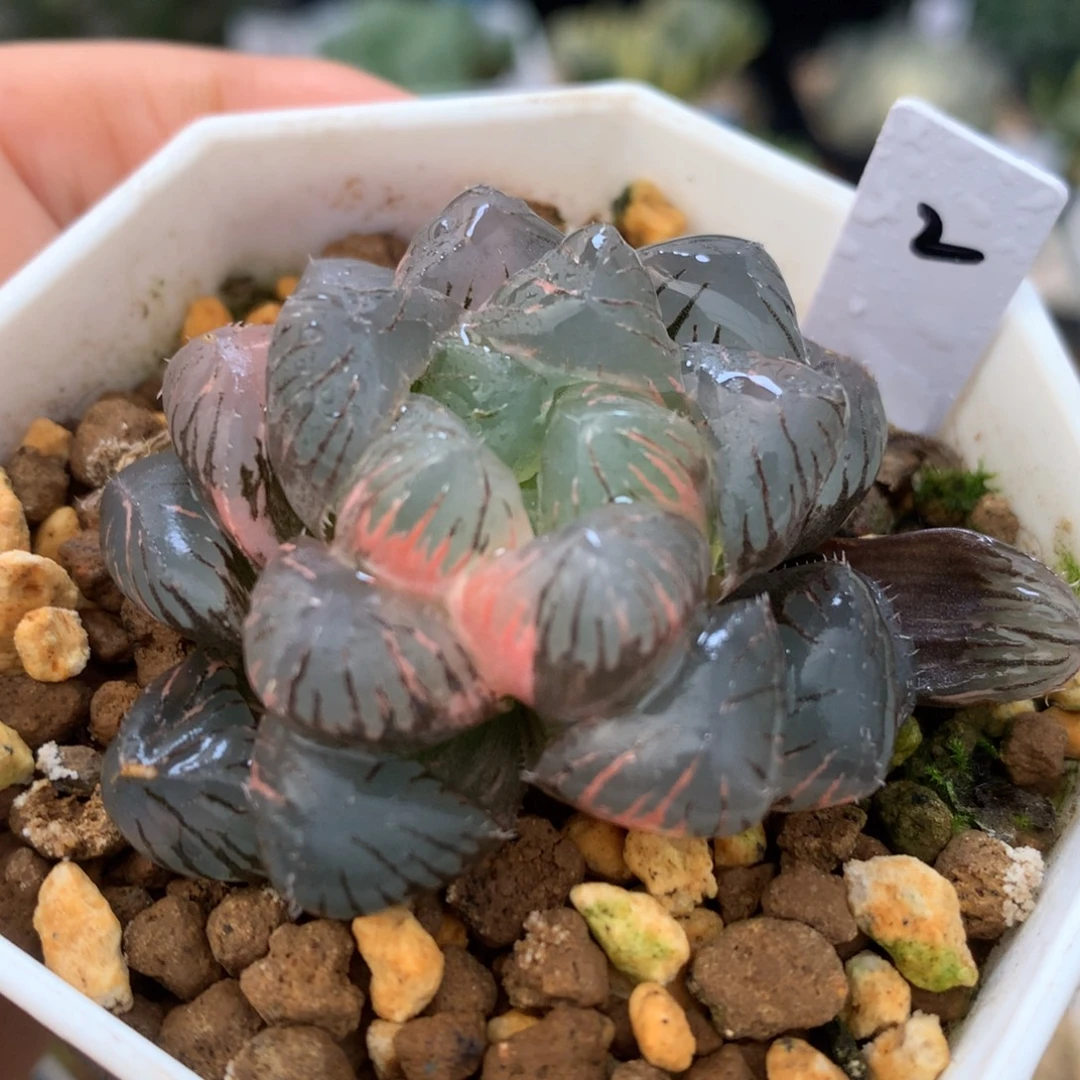 紫罗兰玉露锦，带盆一起