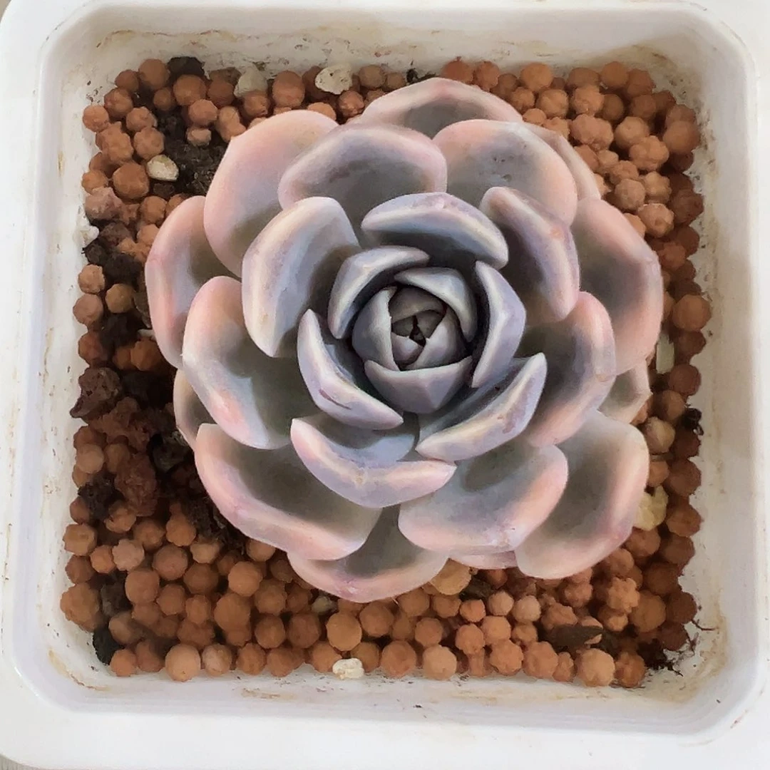 不开花植物汉堡锦多肉植物