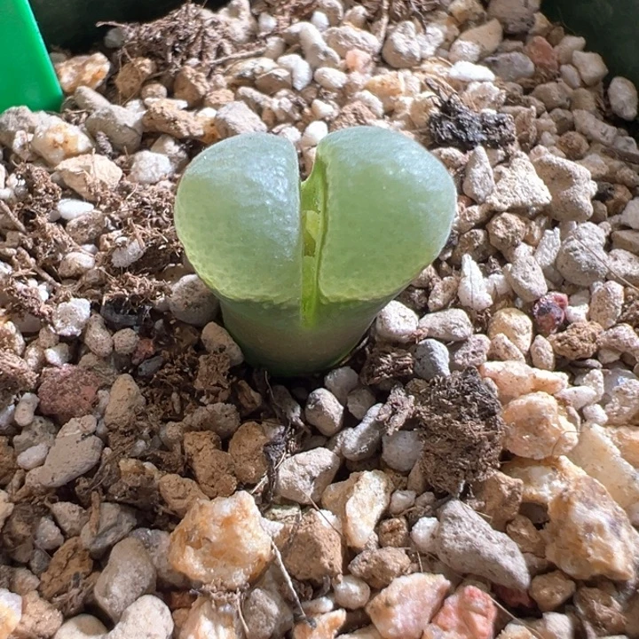 w/122。 捡漏福利冲！！！！