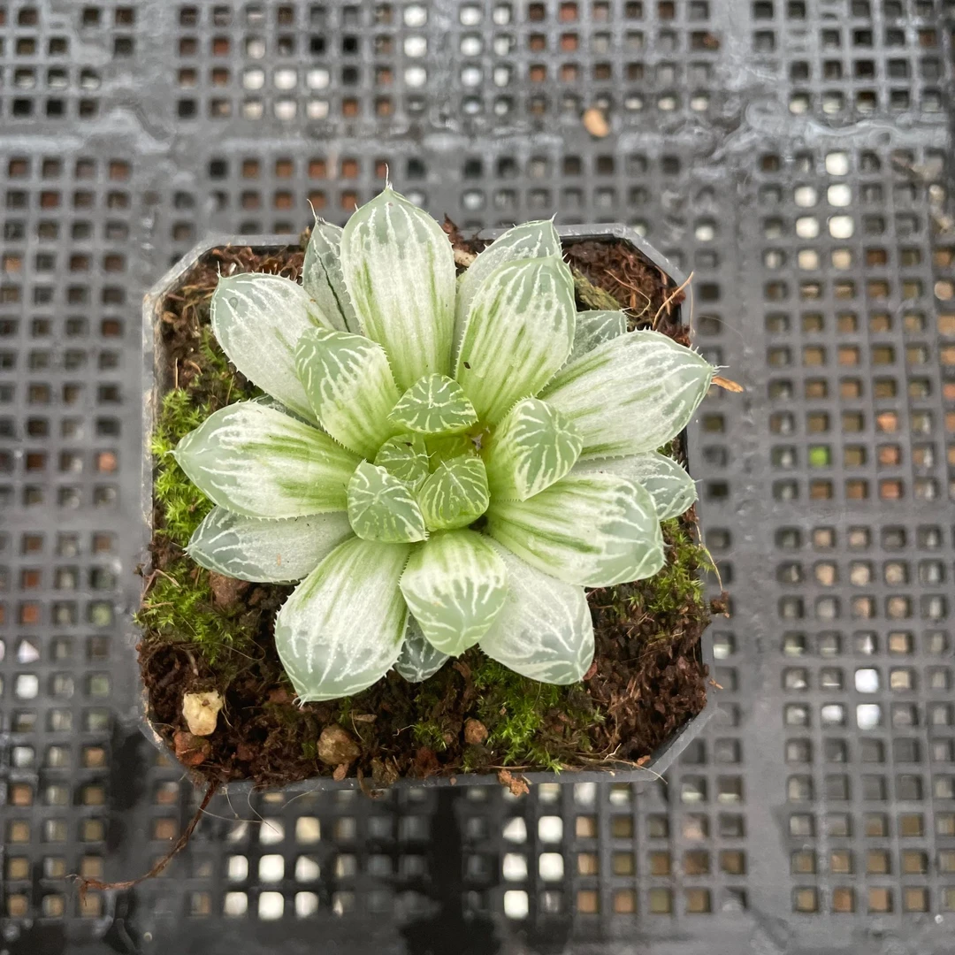 白斑玉露锦十二卷属自然锦多肉