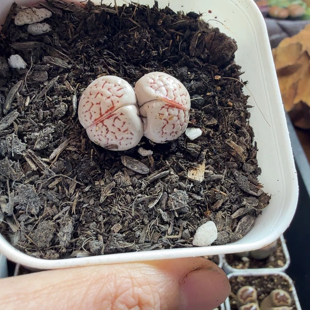 羽***蒙多肉葡萄的季节性663