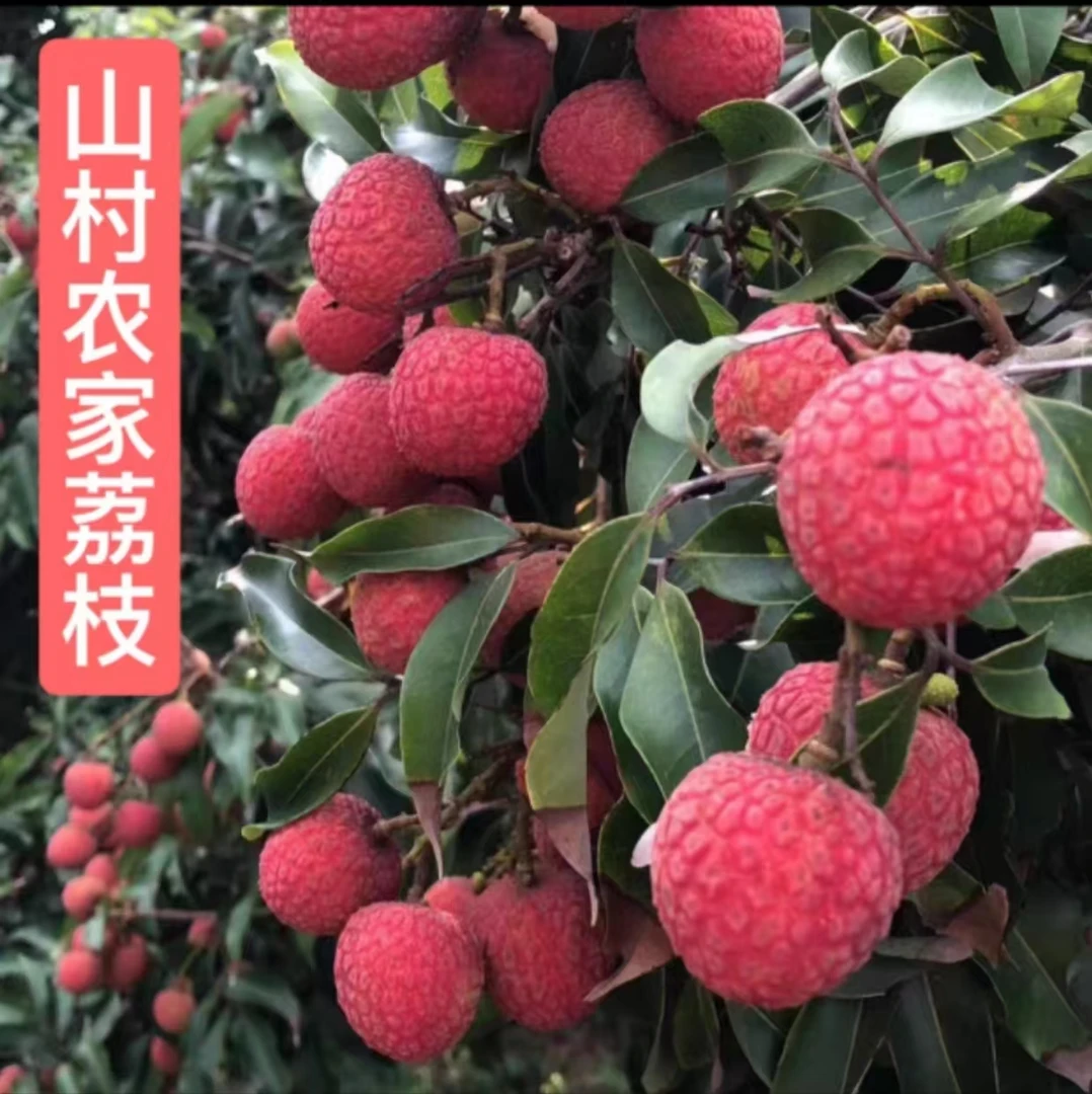 【京东/生鲜冷链/送货上门】福建漳州黑叶荔枝当季新鲜现采现发