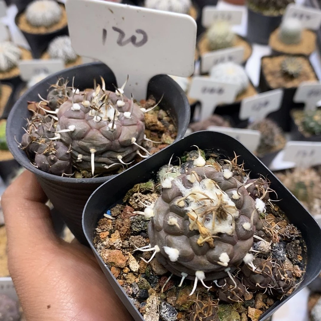 z**?开播时间到的那天早上