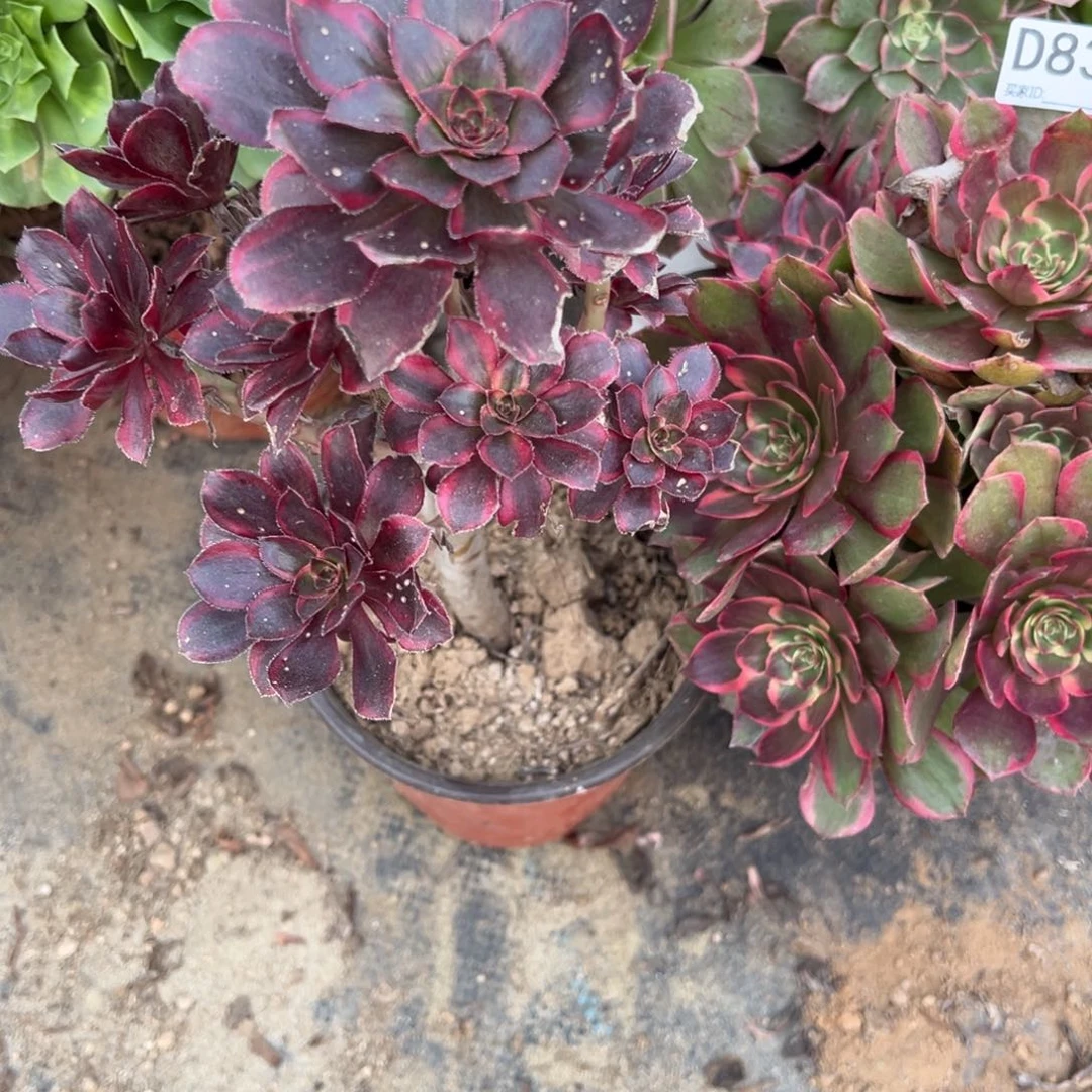 839丽娜多肉植物法师