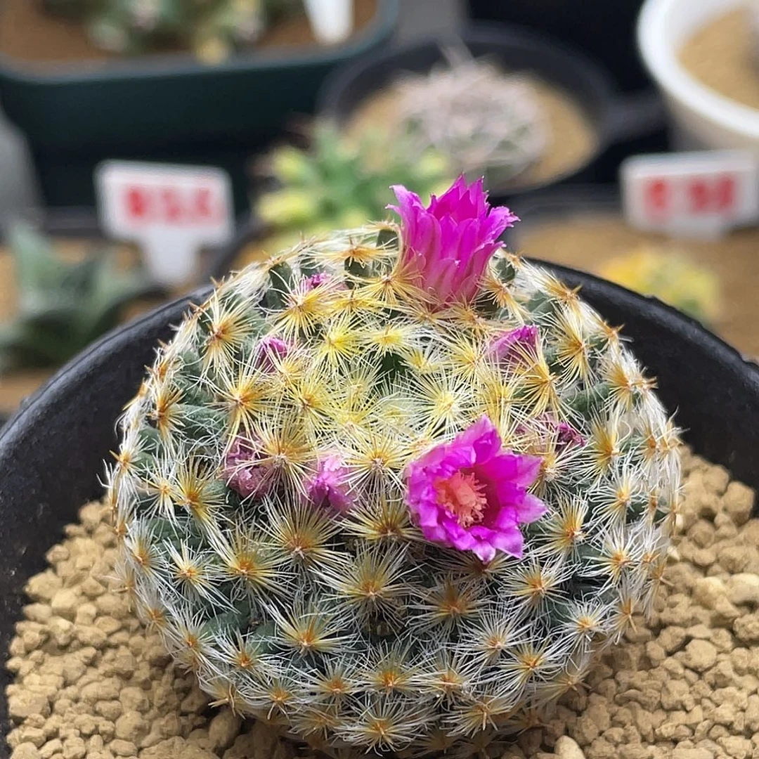 紫花明星丸仙人球多肉